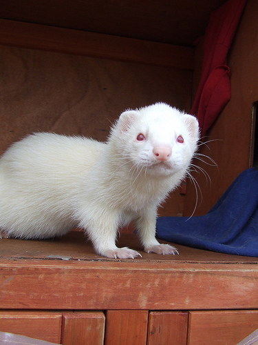 White Ferret.jpg