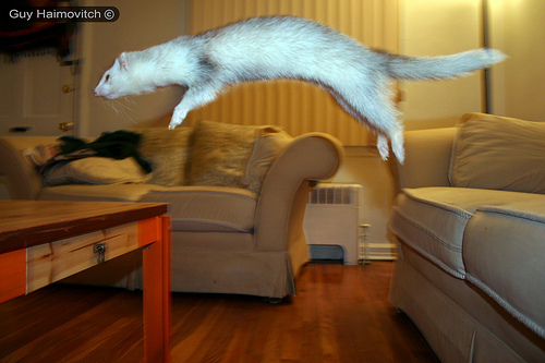 Ferret can make long jump.jpg