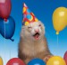 Ferret Birthday.jpg