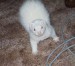 Ferret Hey I dont bite this Cables.jpg