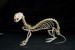 ferret-skeleton-lg.jpg